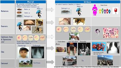 Chagas Disease Expands Its Epidemiological Frontiers From Rural to Urban Areas